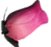 Pink Wooden Rose